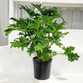 Philodendron Lickety Split