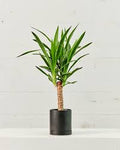 Yucca Cane
