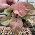 Syngonium Neon