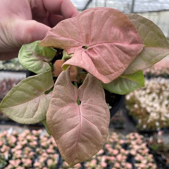 Syngonium Neon