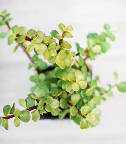 Portulacaria Cone