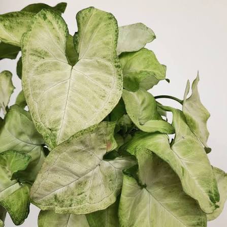 Syngonium Snow White
