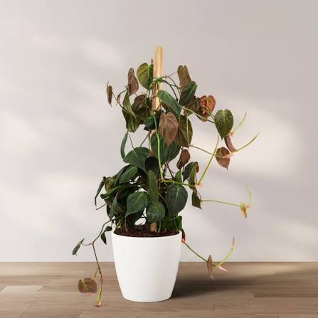 philodendron micans totem