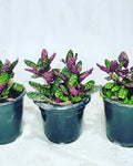 Waffle Plant