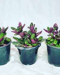 Waffle Plant