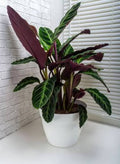 Calathea Velvet Leaf