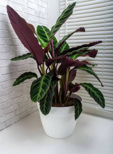 Calathea Velvet Leaf
