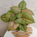 Syngonium Allusion Berry