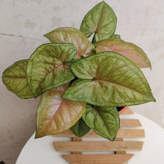 Syngonium Allusion Berry