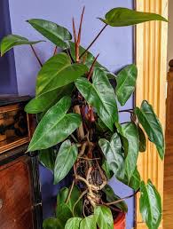 10" Red Emerald Philodendron w/stake
