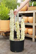 Euphorbia Ammak