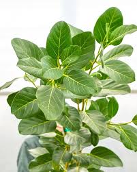 Ficus Audrey