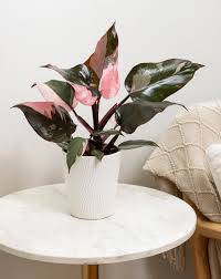 4" Pink Princess Philodendron