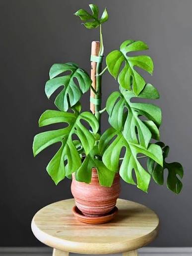 MONSTERA MINIMA 4-inch