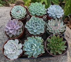Succulent