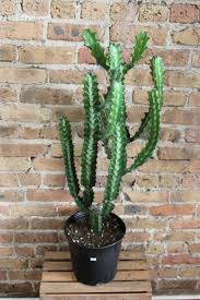Euphorbia Lactea