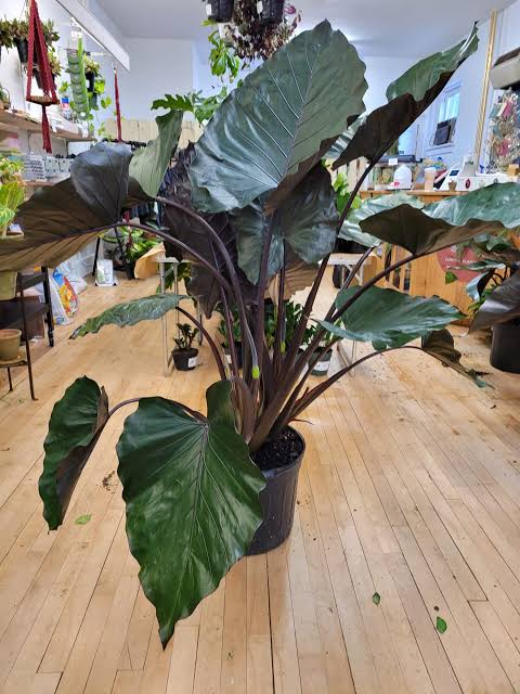 Alocasia Metallica