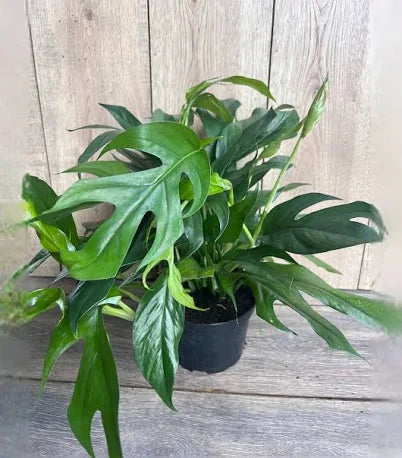 5" Baltic Blue Pothos