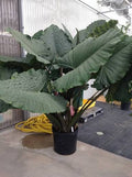 Alocasia Sumo