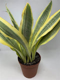 Sanseveria Yellowstone 6in
